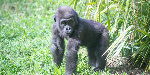 Infant western lowland gorilla Moke stands on all fours in the grass near a plant in his outdoor yard at the Smithsonian's National Zoo