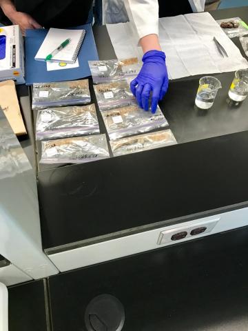 A scientist wearing a blue latex glove points to samples in plastic bags on a lab table