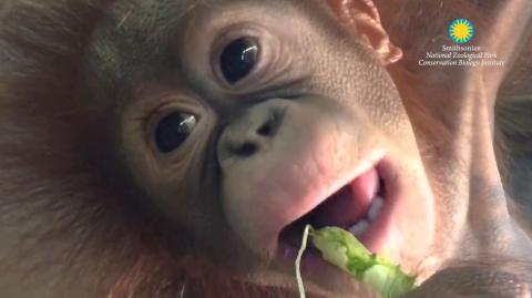 Redd eating lettuce