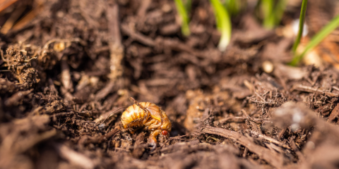 Brood X cicada nymph emerging from the dirt.