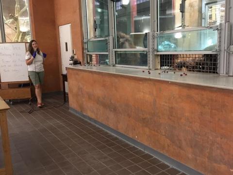 A researcher conducts a public research demonstration with orangutan participants at the Smithsonian's National Zoo's Think Tank