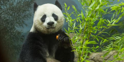 Mei Xiang 