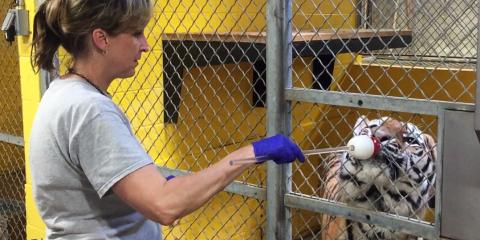 Animal keeper Dell Guglielmo trains Amur tiger Pavel.