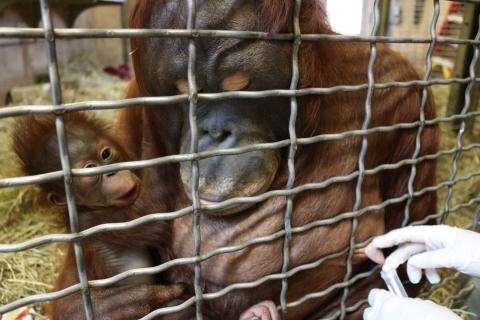 Keeper Erin Stromberg expresses milk from orangutan mother Batang while she holds her son, Redd. 