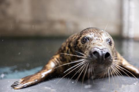 Gray seal Jo-Jo rests on a landing near her holding pool on American Trail.