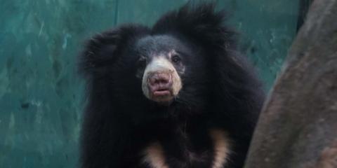 Sloth bear Remi at the Smithsonian's National Zoo's Asia Trail exhibit. 