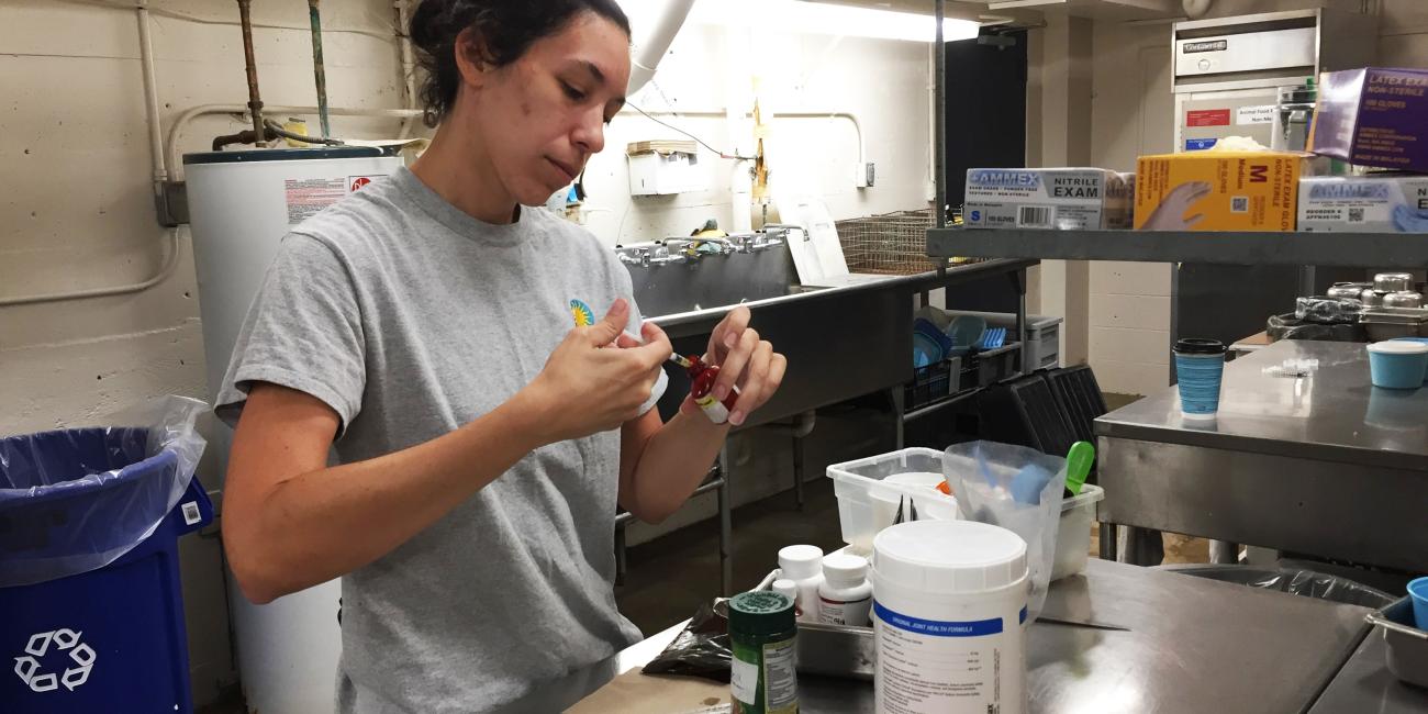 Keepers prepare medication at the Small Mammal House.