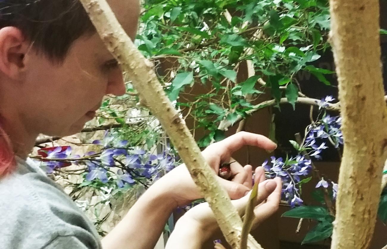 Liz Fisher examines a hummingbird