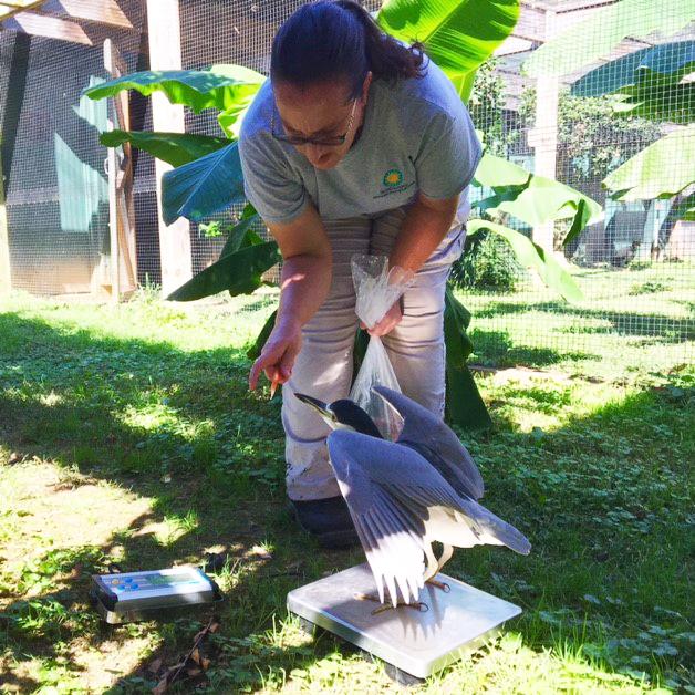 Heather Anderson weighs a black-crowned night heron