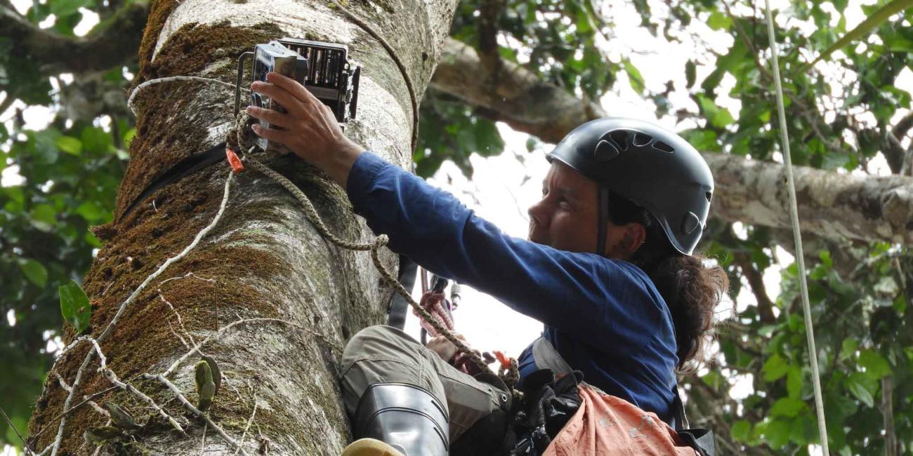 Placing camera traps in the treetops