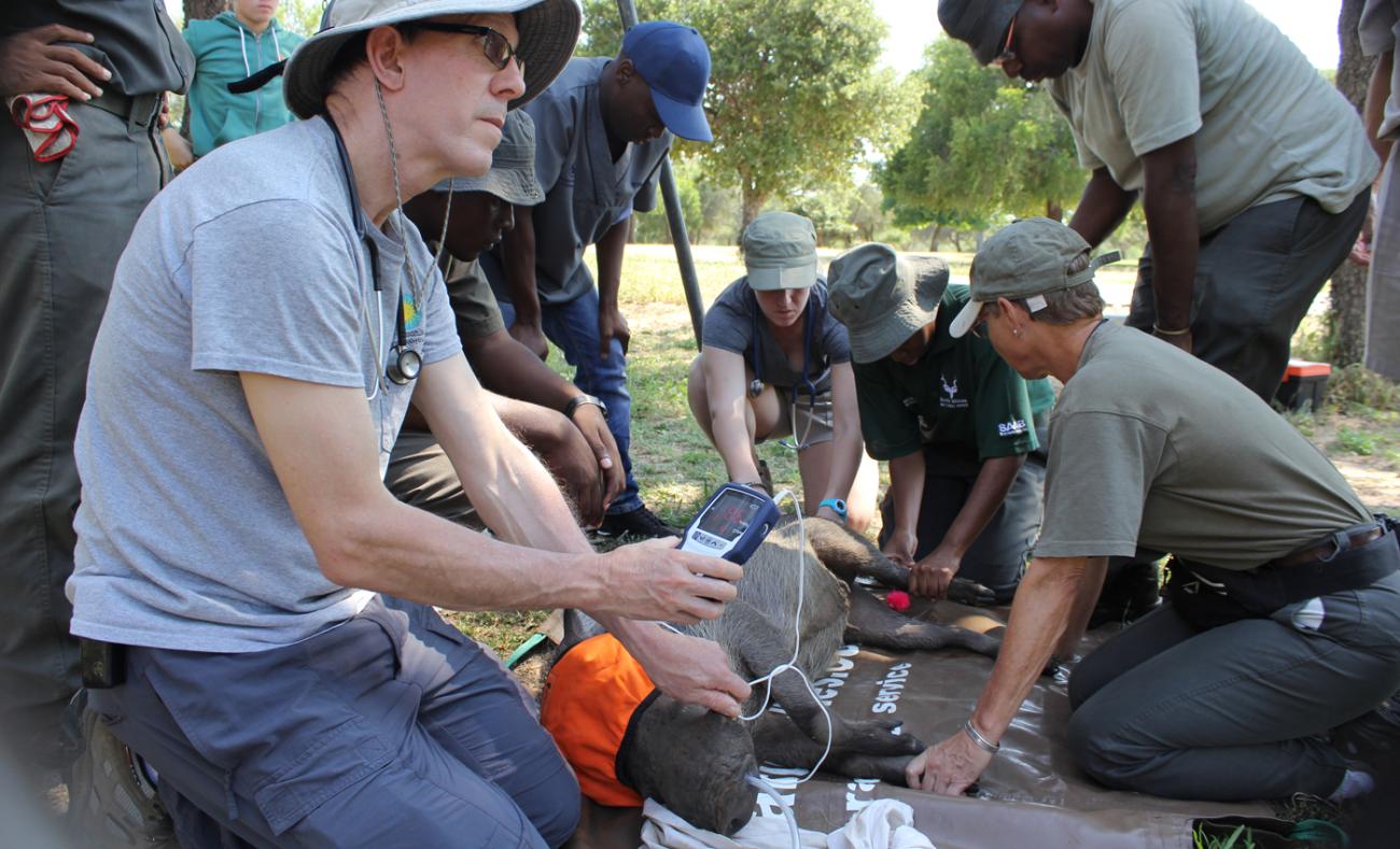 Warthog Anesthesia