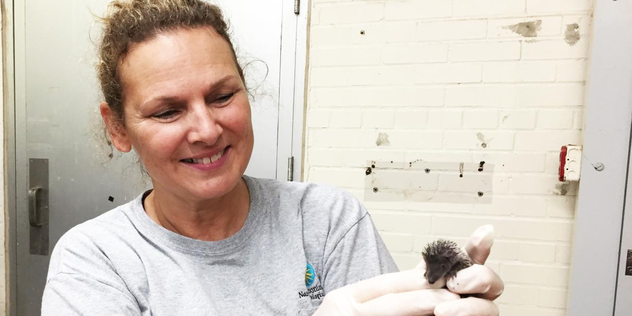 Keepers weigh newborn tenrecs.