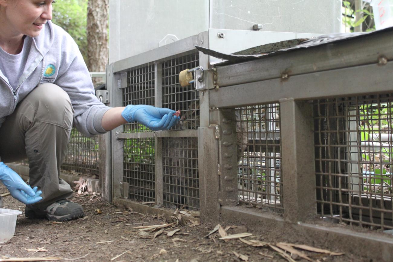 Training fishing cat