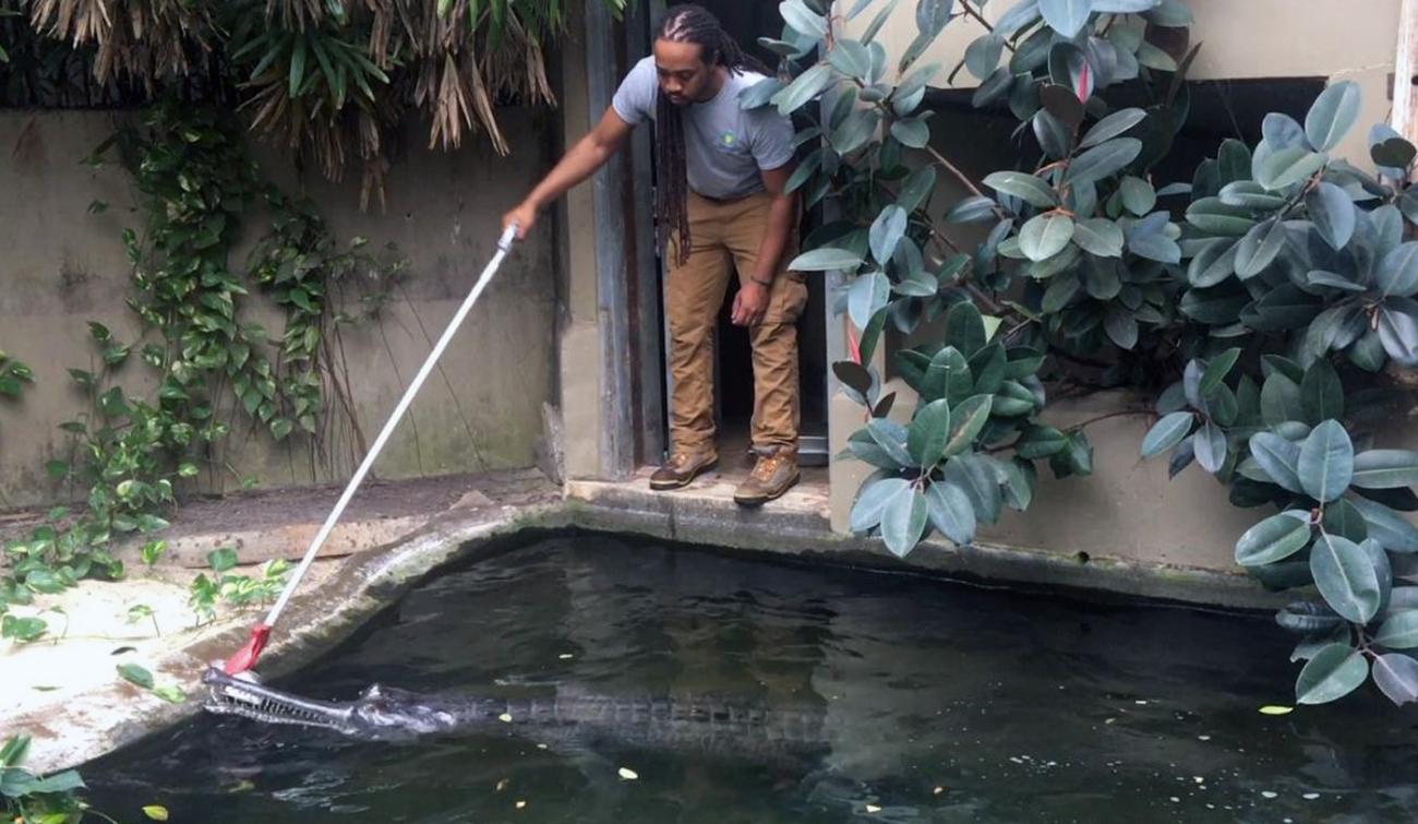 Gharial Feeding