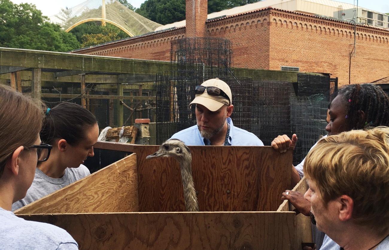 Keepers move a greater rhea