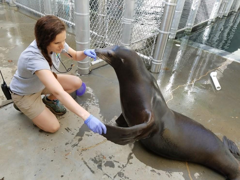 Sea Lion Training