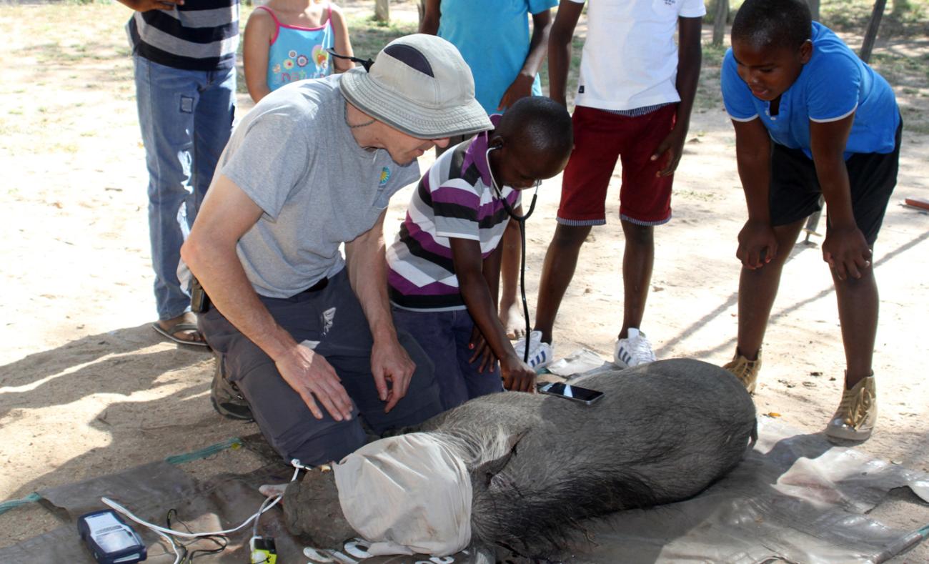 Children Listen to Warthog Heartbeats