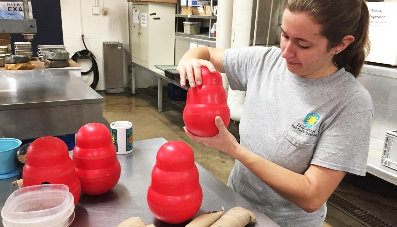 A keeper prepares enrichment for the Zoo's coatis.