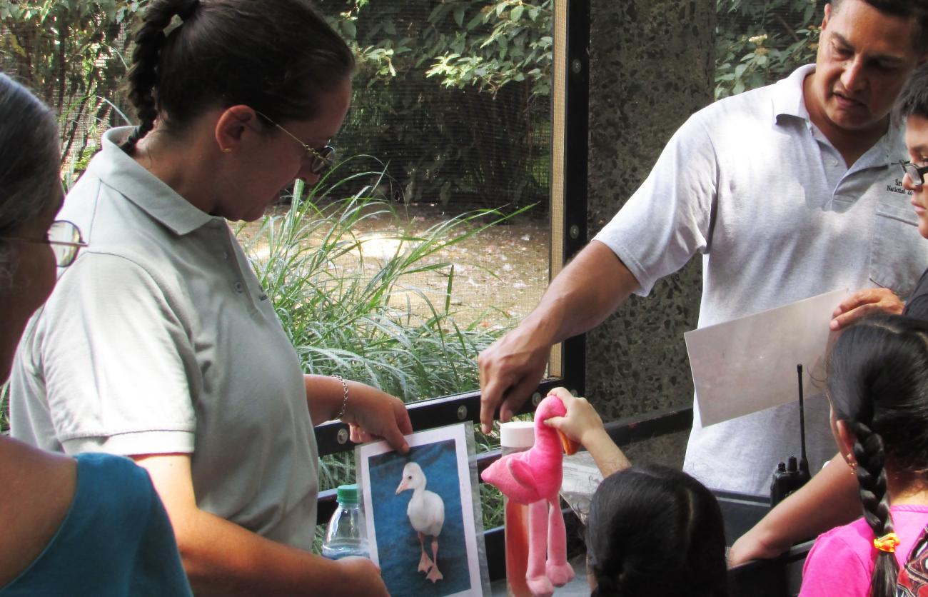 Keeper talk about flamingos