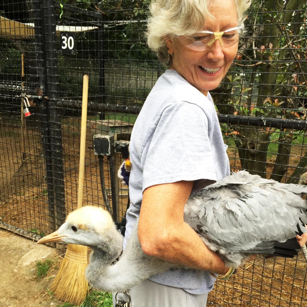 Debi Talbott and Stanley crane juvenile