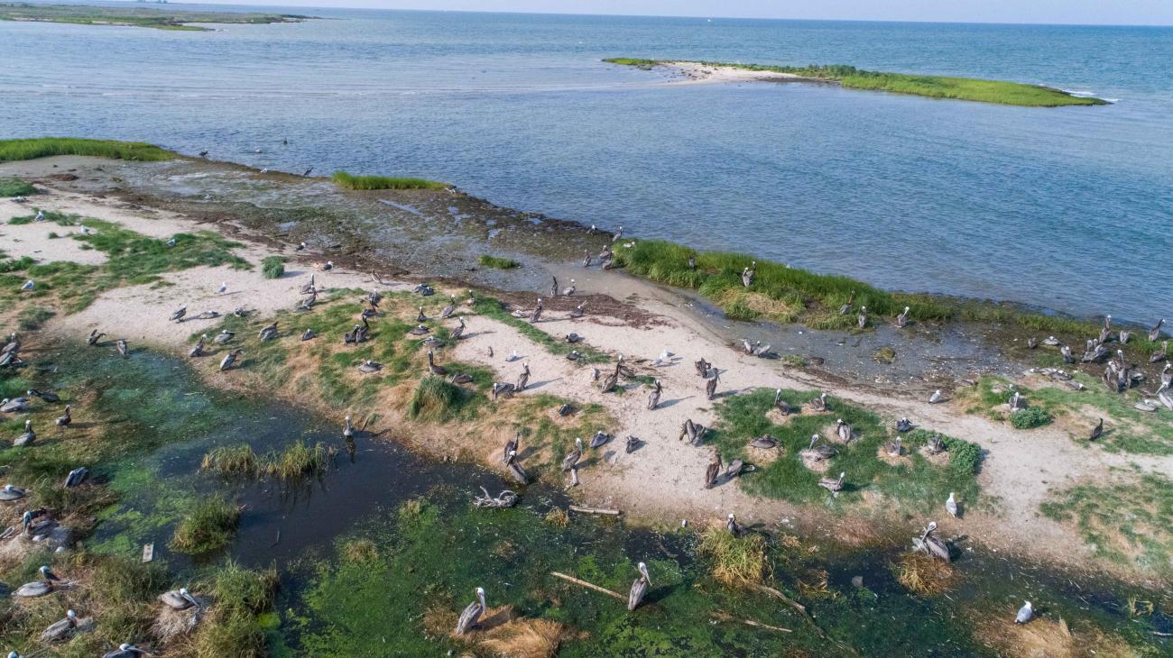 Photo of pelicans on their nests from above