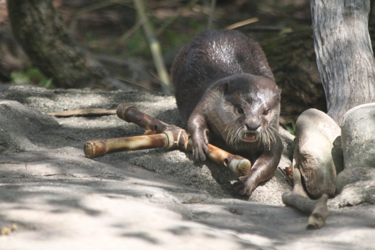 Enrichment (otters)