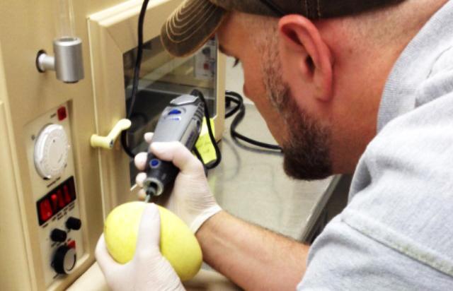 Eric Slovak takes a sample of DNA from an egg