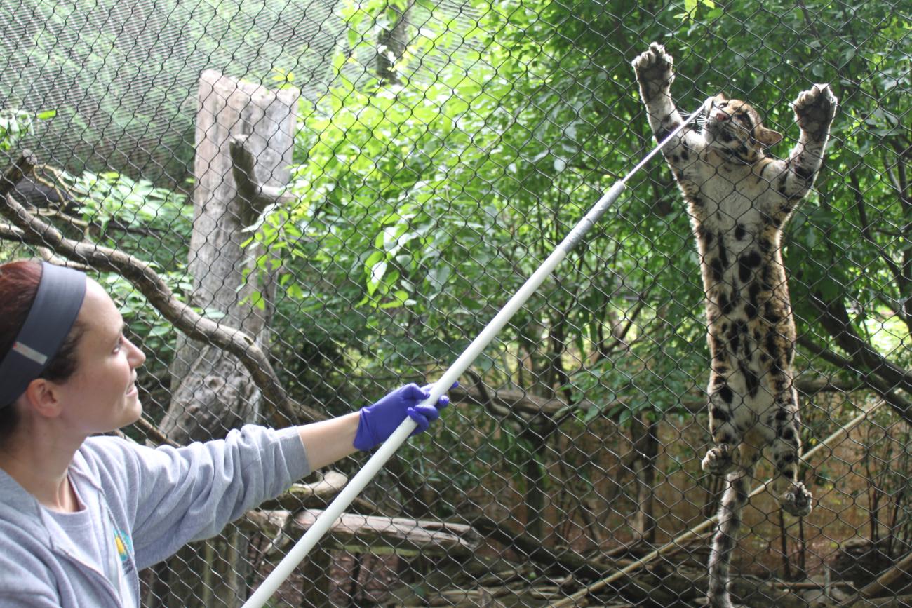 Clouded leopard training