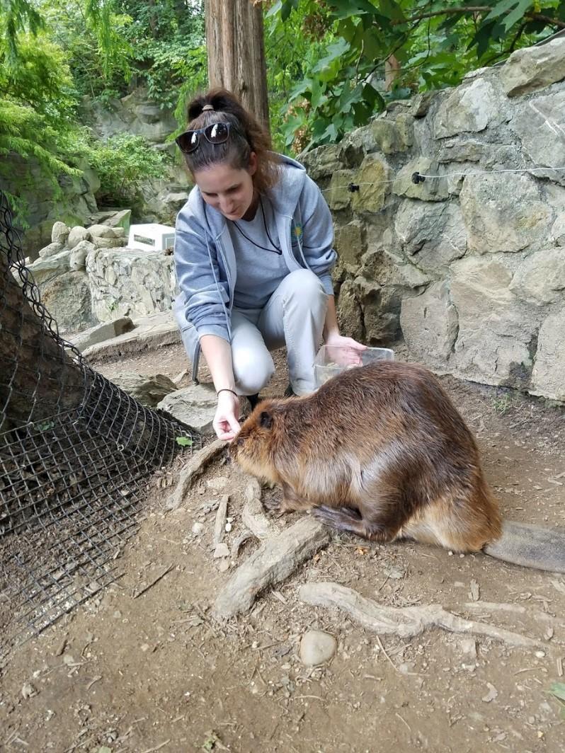 Beaver Body Check