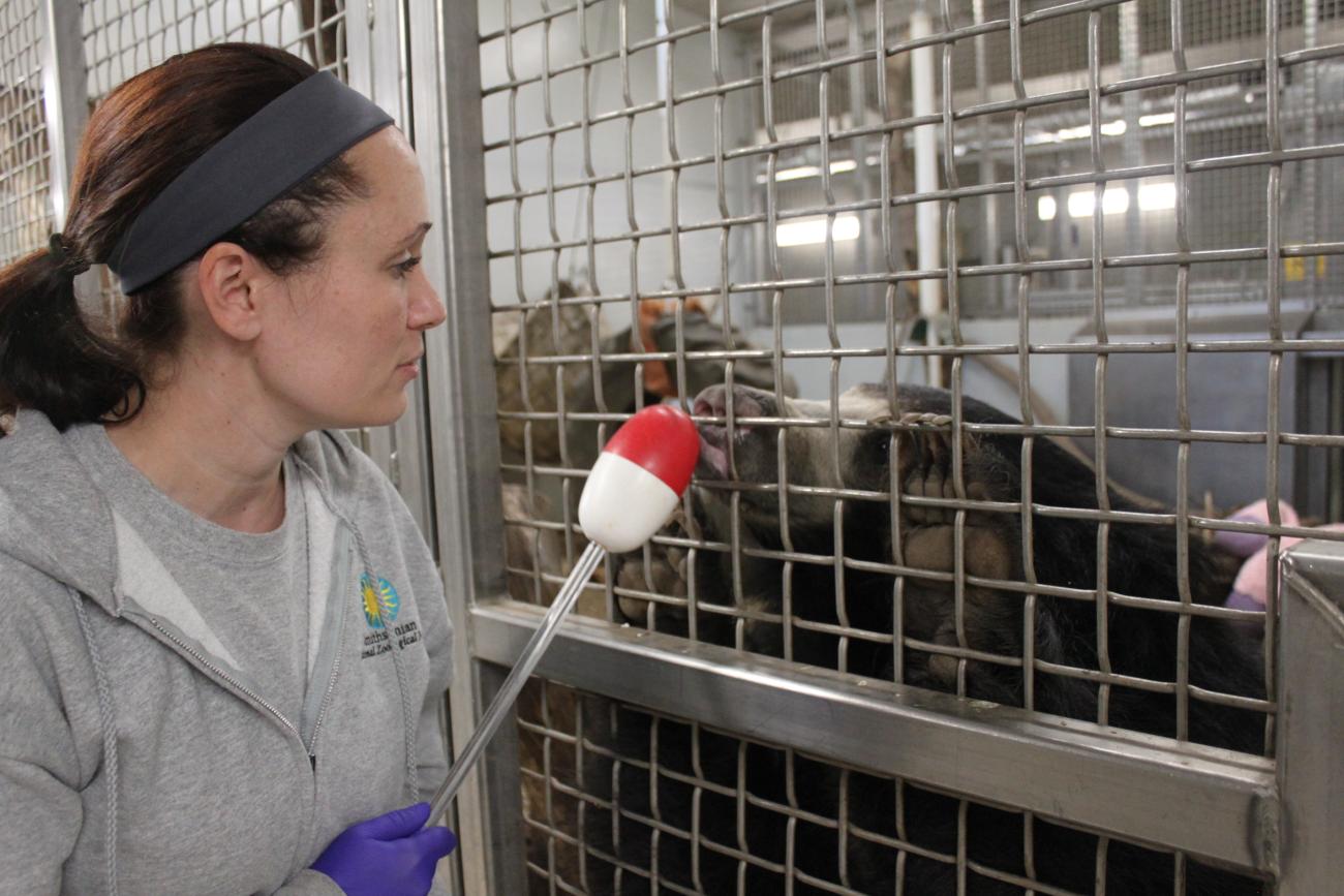 Training sloth bear