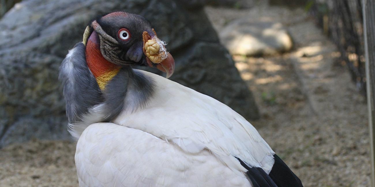 King Vulture