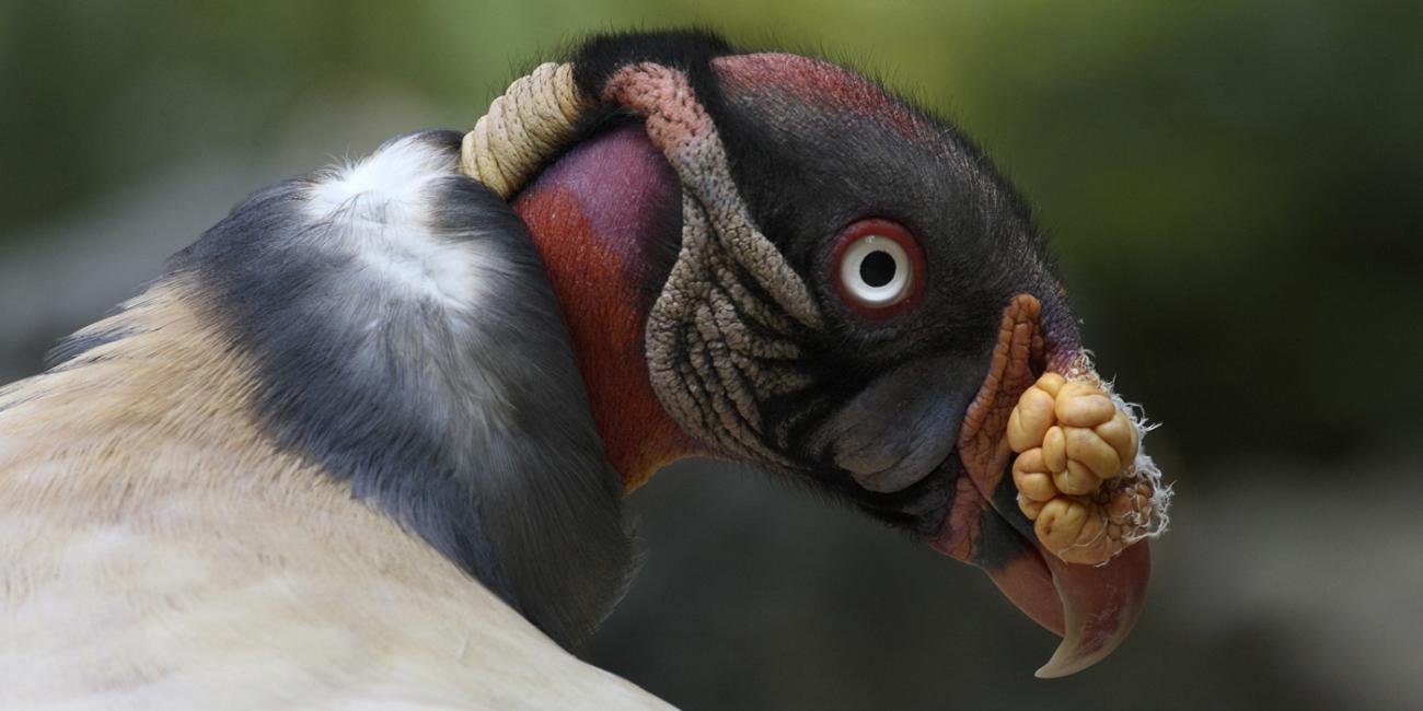 King Vulture