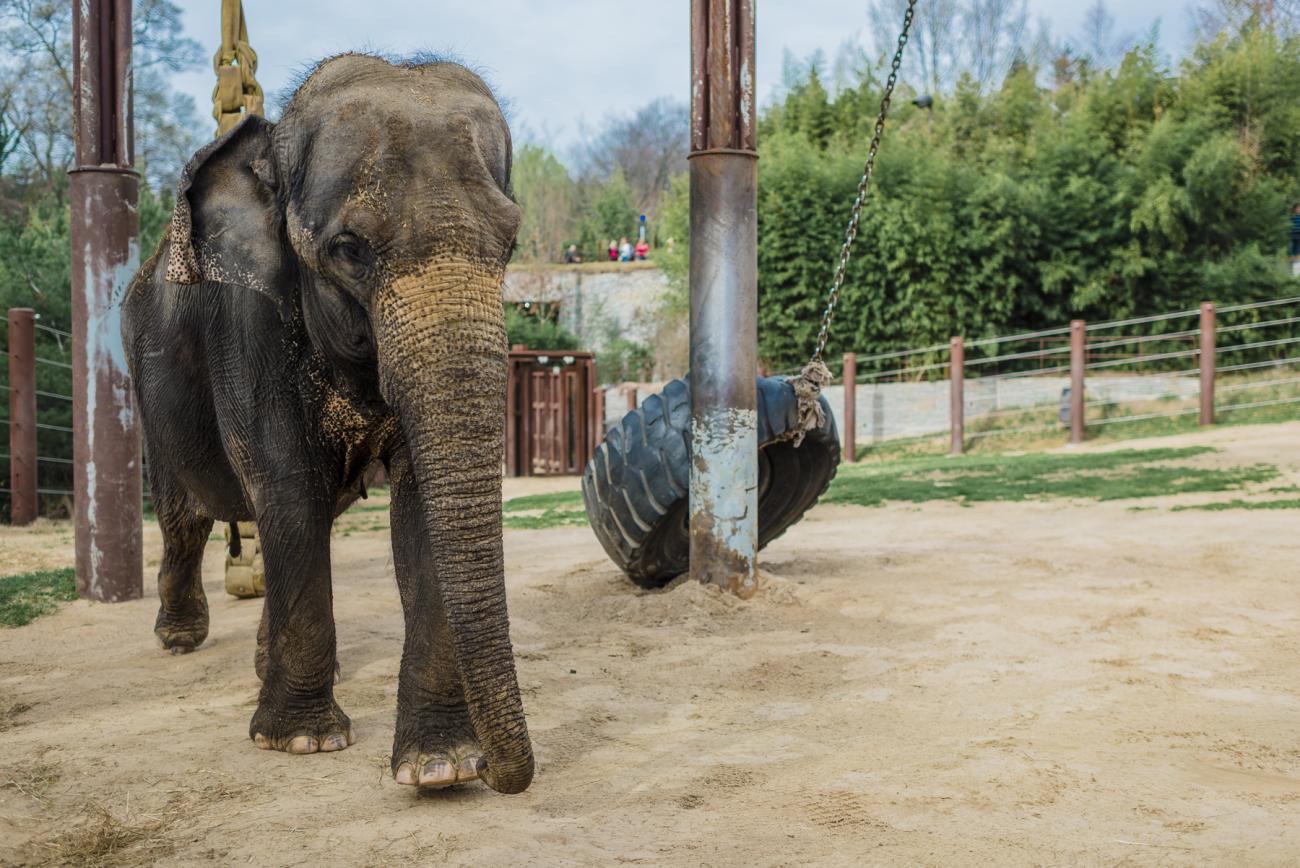 Asian elephant Kamala explores her habitat. 