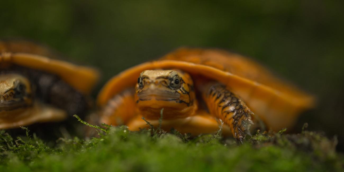 Bourret's box turtle hatchling