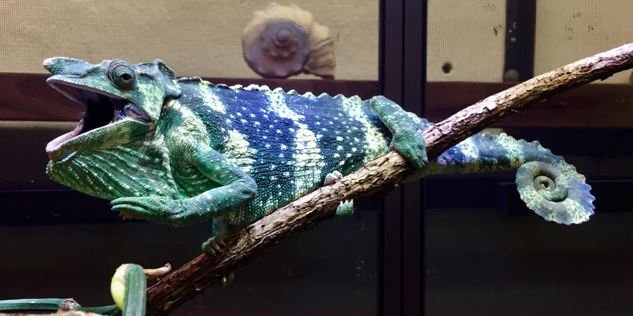 Meller's Chameleon