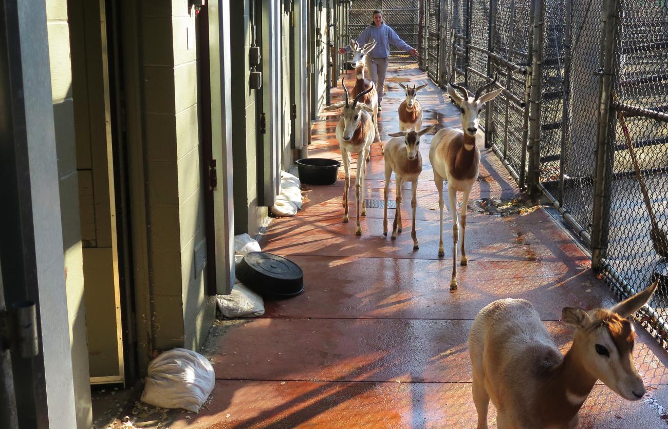 Keepers escort dama gazelles to their yard. 