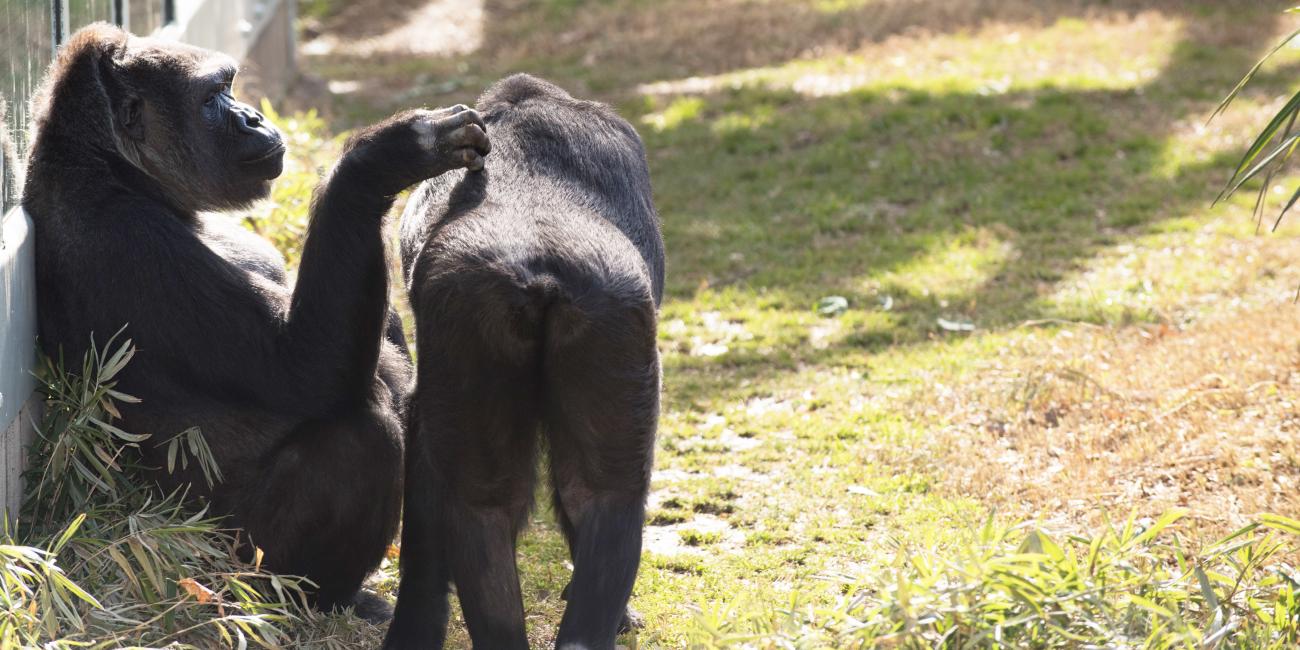 Calaya (L) and Kibibi (R) play in the Great Ape House outdoor yard. 