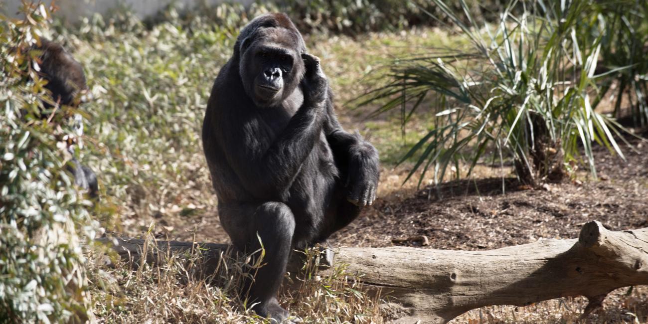 Calaya catches some rays on an unusually warm day in January.