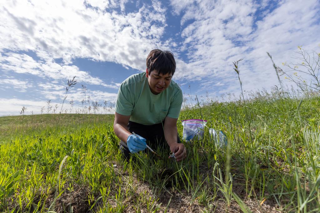 College student Aaniiih Nakoda collecting bison samples at the Fort Belknap Indian Reservation in Montana.