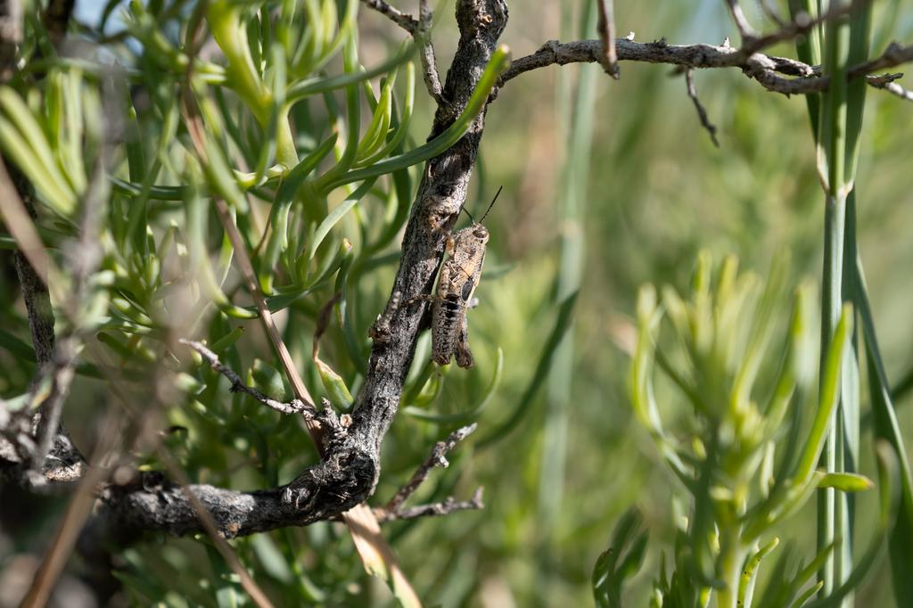 Grasshopper on sage plant in Montana.