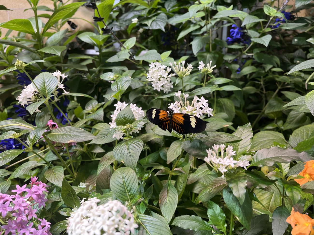 An orange, black, and white butterfly resting on a flower surrounded by other plants and flowers.