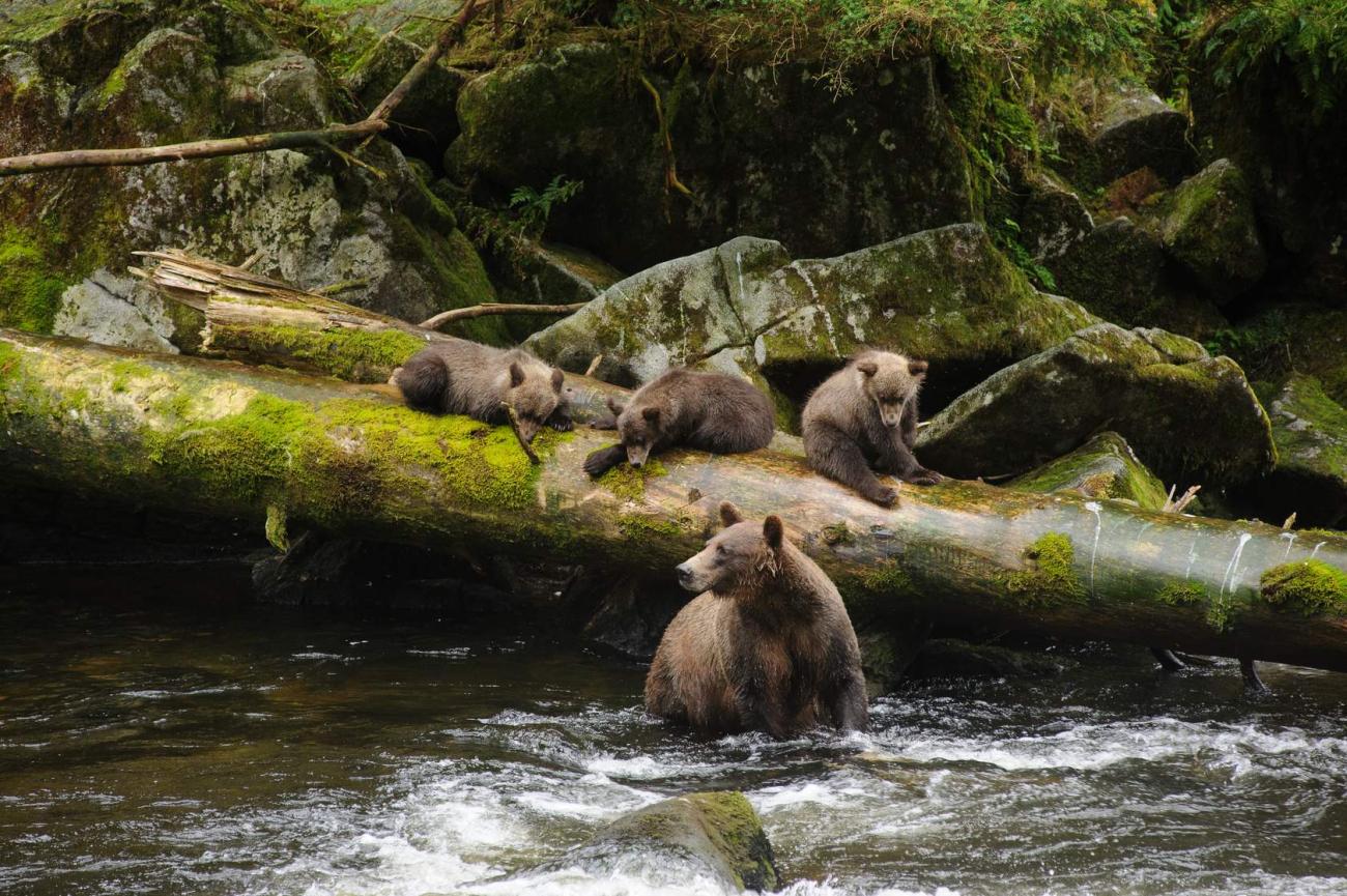 A family of bears including a mom and three cubs sit next to a river with mossy rocks and tree stump.