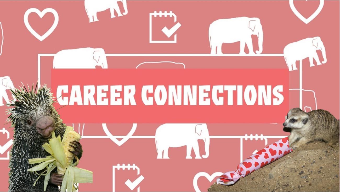 The words Career Connections on a pick background with white elephant and heart icons. On top of that to the left is a porcupine eating corn and to the right is a meerkat with a long tube for enrichment.