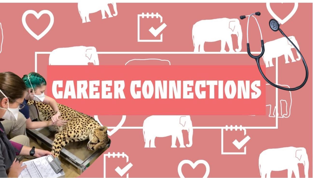 On the lower left, two veterinarians give a cheetah a checkup and listen to its heart beat. The background is pink and says Career Connections. It lies on top of a pink background with white icons of elephants and hearts. There is an image of a stethoscopes in the upper right hand.