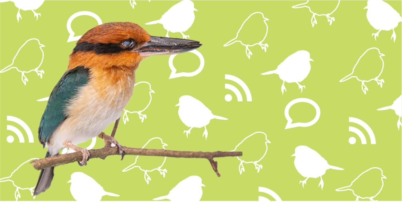 A guam kingfisher (bird with a long black beak, rusty colored head with a black line, blue wings, and a white chest) standing on a branch in front of a green background with bird, wifi, and chat icons in white. 