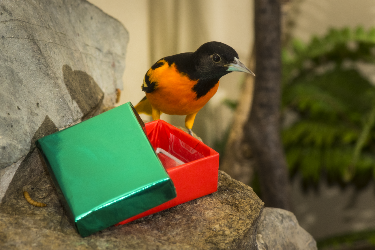 An image of a Baltimore Oriole opening a red and green gift box.