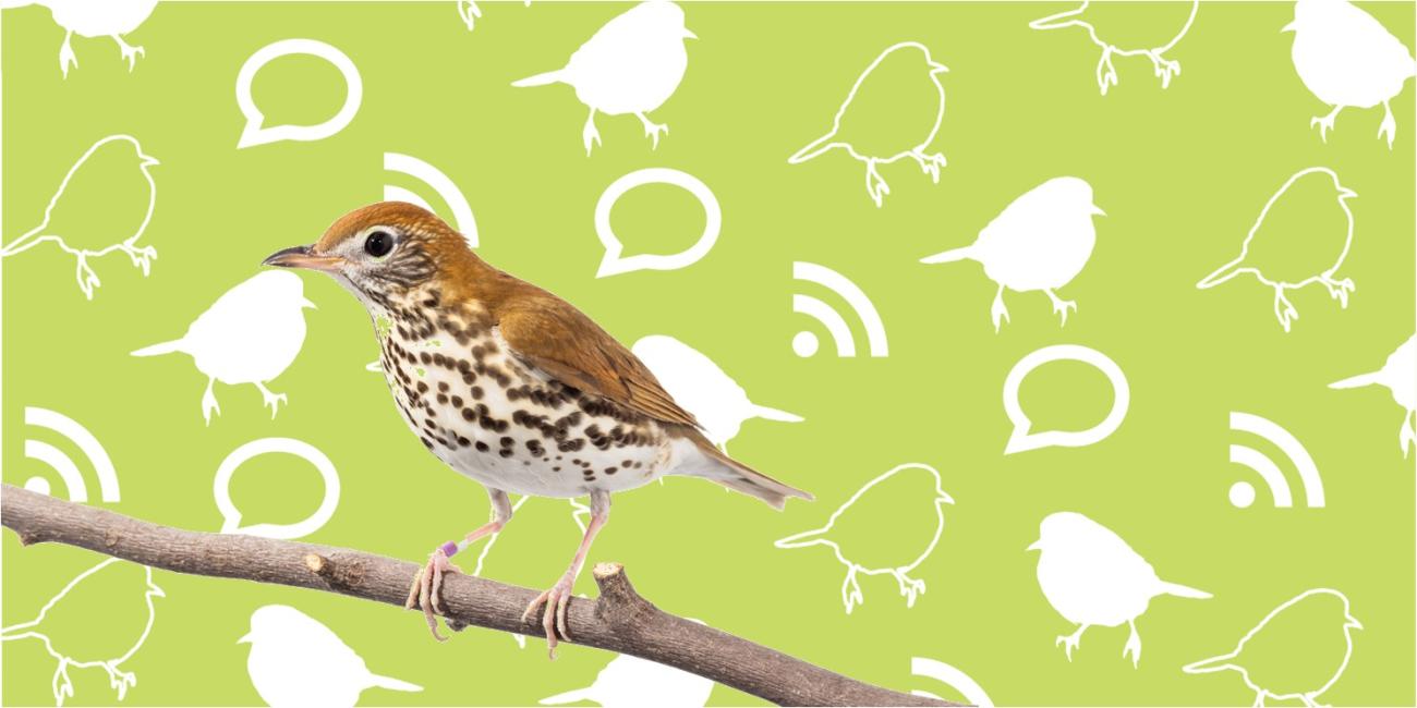 A brown bird with white spots on its chest, standing on a stick, in front of a green background with white wifi, bird, and chat icons. 