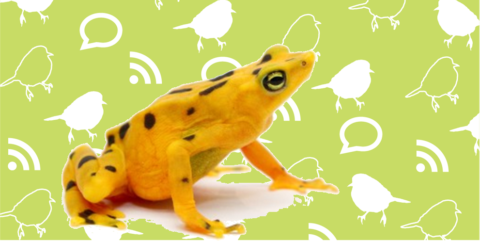 a yellow frog with black spots in front of a green background containing white icons of bird, wifi, and chat bubbles.