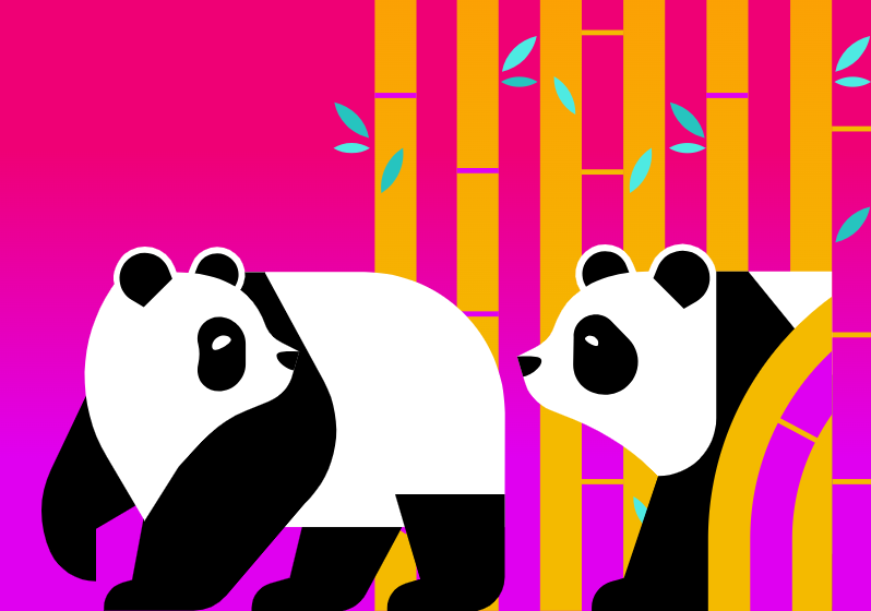 A graphic of two pandas peering out of Bamboo stalks against a pink background