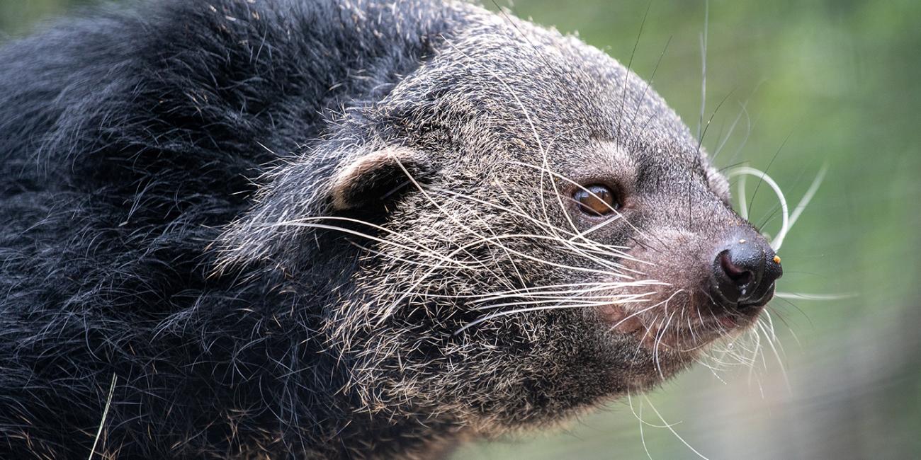 Closeup of a shaggy-haired binturong.